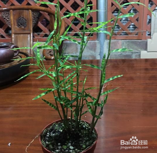虎斑竹的养殖方法