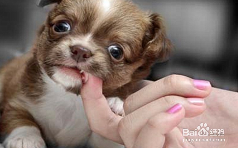 狗把人咬了怎么办