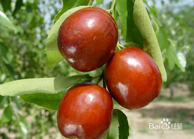 吃什么可以治疗失眠（一）