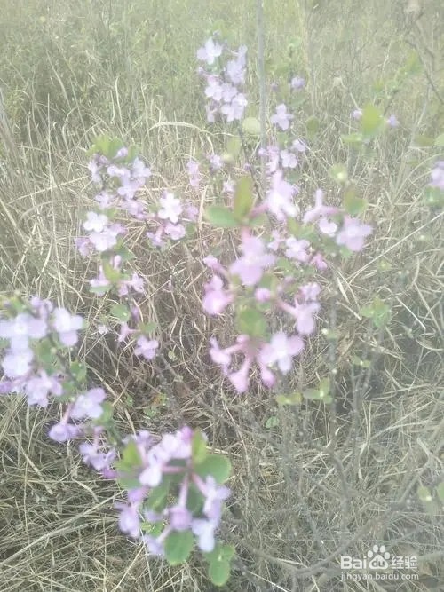 野生芫花怎样栽培