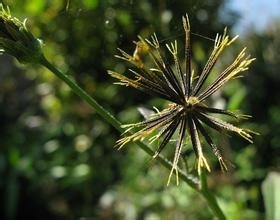 鉴别田间的杂草是草还是宝