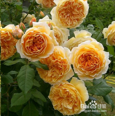 蓝妖：不可错过的经典灌木月季品种介绍