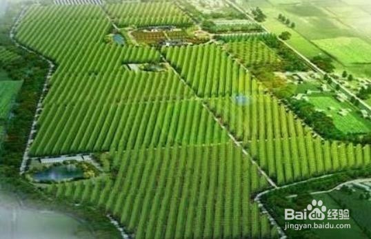 如何发展壮大农业产业