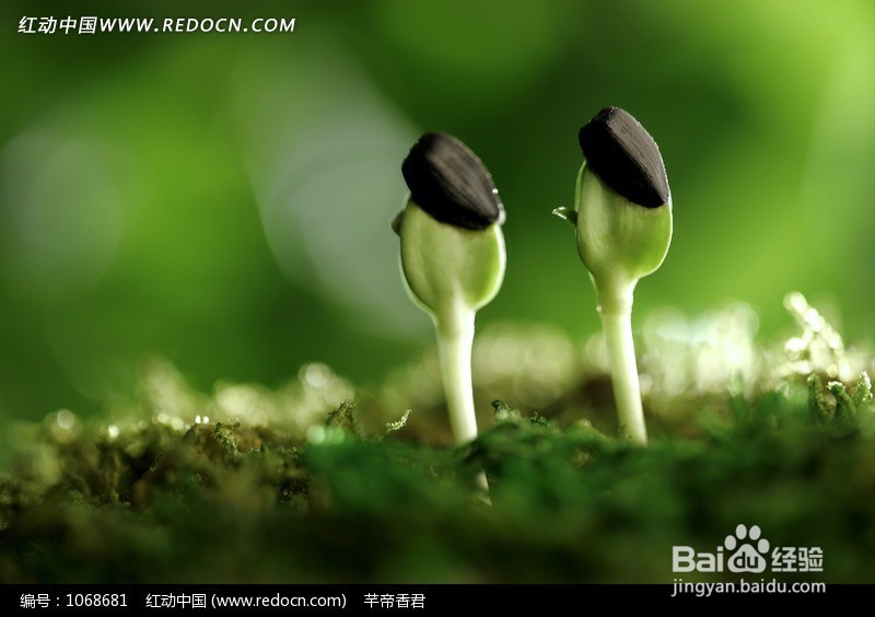 如何看免费的电影