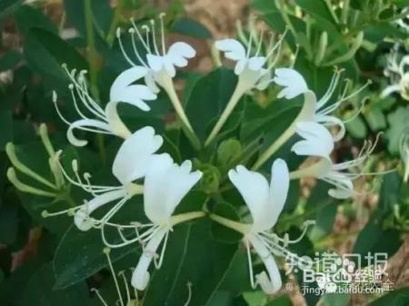 我们养的这些花农村到处都是