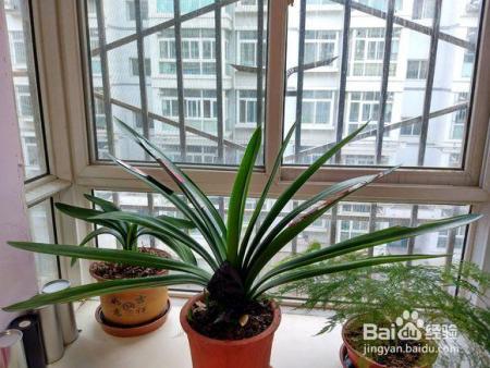 君子兰冬天就得这么养,不烂根、不黄叶,开花几十朵!