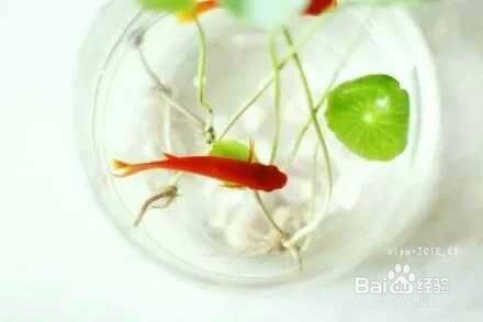 清肠的食物有哪些