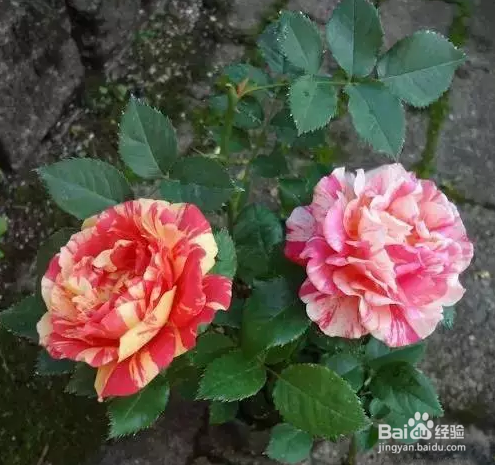 想让你的月季花开不断