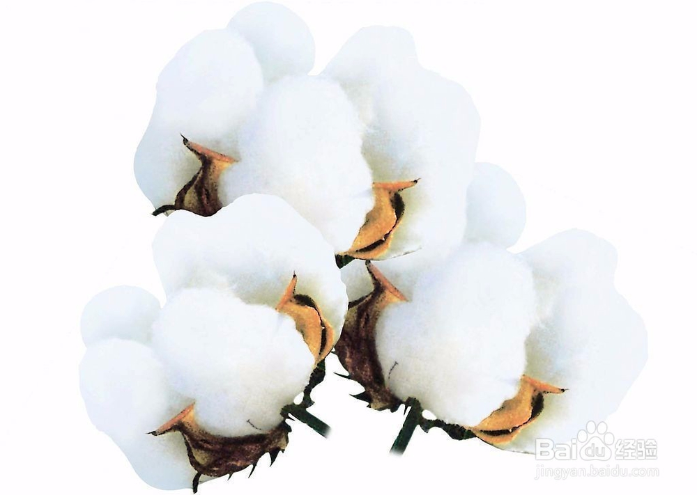 棉花播种前要做什么准备?