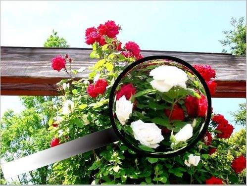 photoshop制作放大镜效果!