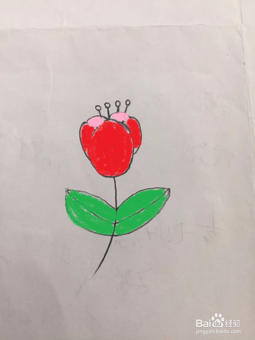 简笔画郁金香的画法