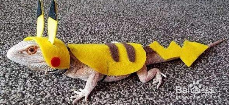 如何避免宠物(狗狗)成为小区的公敌?