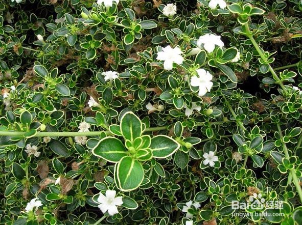 六月雪的盆景造型方法