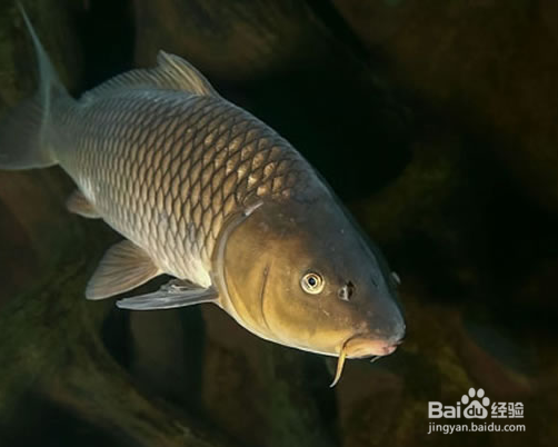 眼睛生活知识？