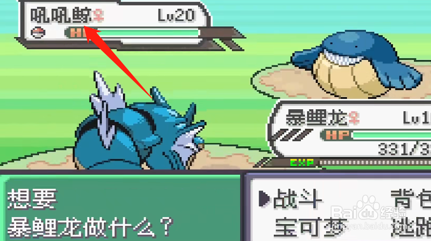 究极绿宝石V吼吼鲸在哪捕捉