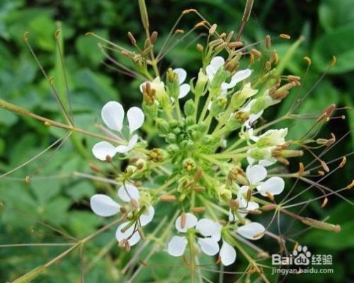 怎样腌制白花菜 百度经验