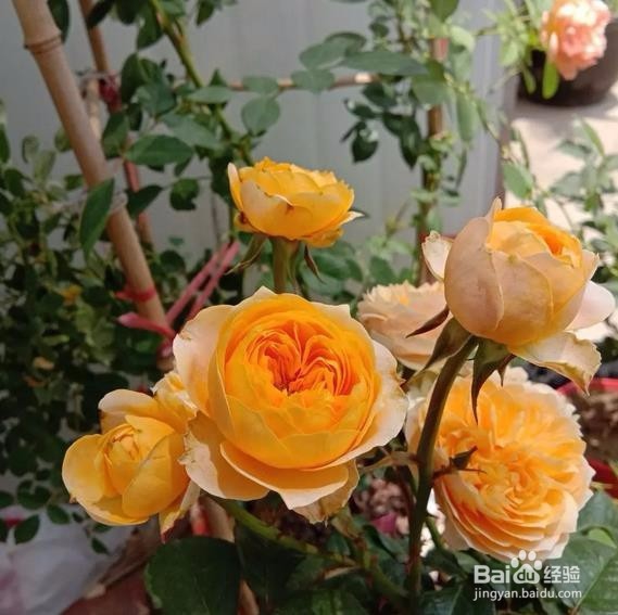 晒焦了月季花怎么养？