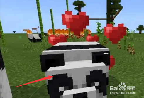 我的世界熊猫怎么养