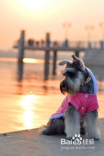 狗狗洗澡四要点