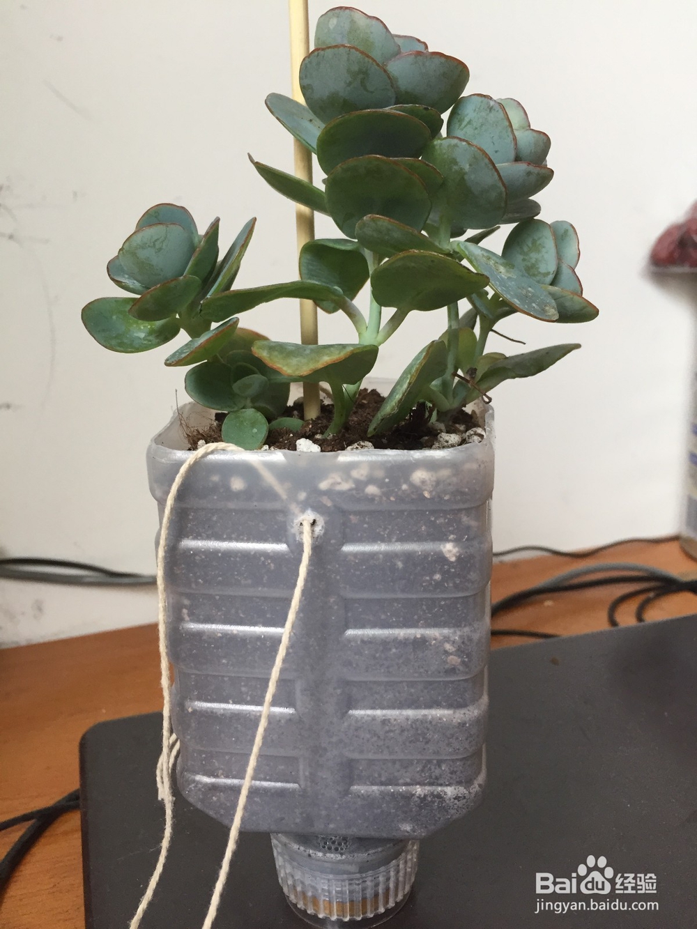 废旧塑料瓶变身小花盆