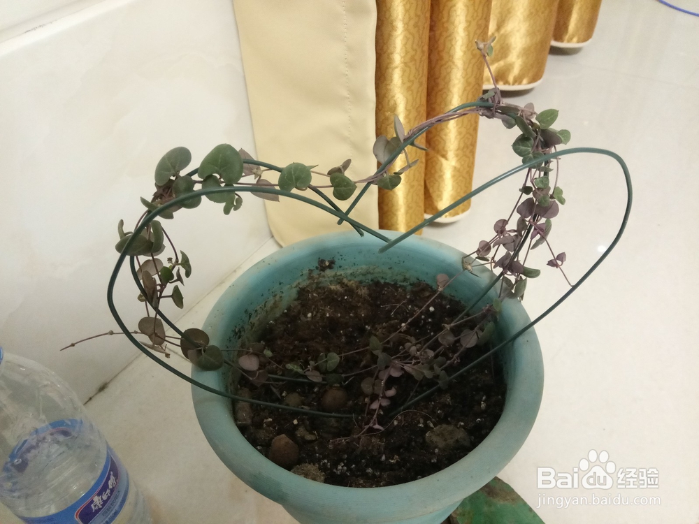 爱之蔓做成爱心盆栽的教程