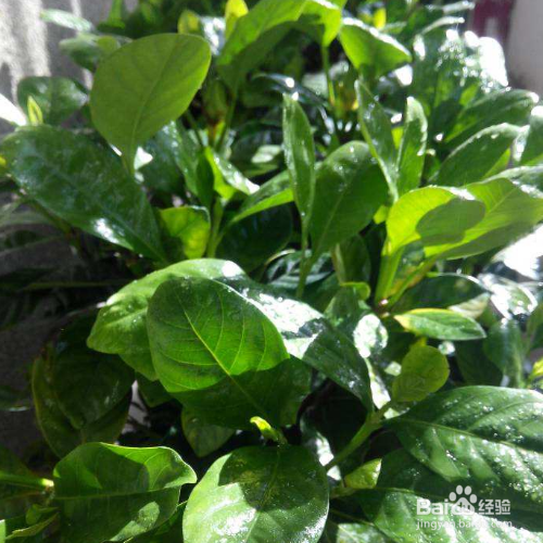 栀子花蔫了还能够救活吗?