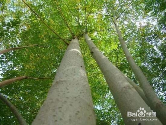 辣木籽怎么吃?且看老农教你怎么吃!