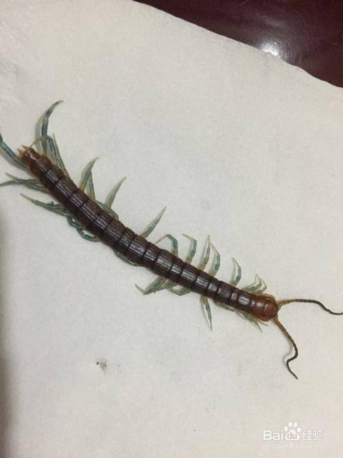 保持室内干燥 打开门窗通风,保持室内干燥是去除蜈蚣的最好的方法