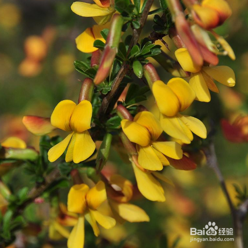 在家中该如何养殖金雀花?