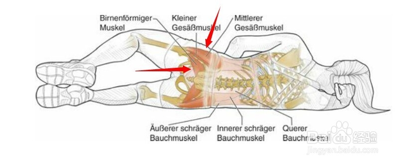 高尔夫球训练：[31]相应肌肉图解完结篇