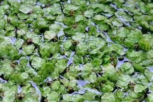 蒸榆钱的制作方法