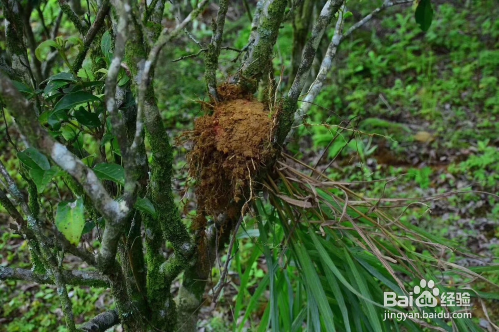 承宋单丛名贵古茶树如何人工护理