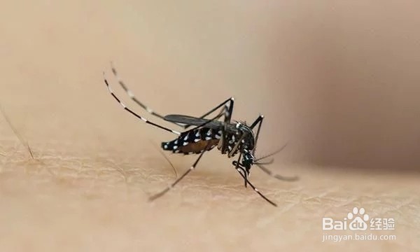 蚊子消肿止痒的最快方法