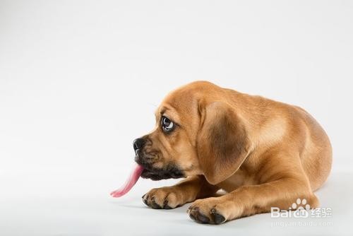 为什么狗在热天会吐舌头?