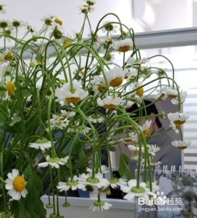 洋甘菊鲜花枝头蔫吧了怎么进行急救处理？