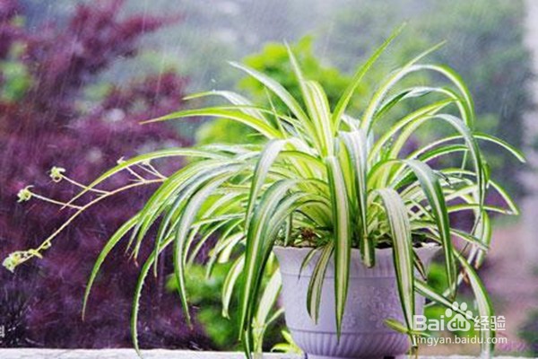 绿萝怎么养才能更旺盛