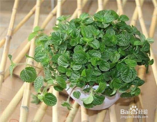 生活中的废水来给植物浇水,比买来的花肥都强!