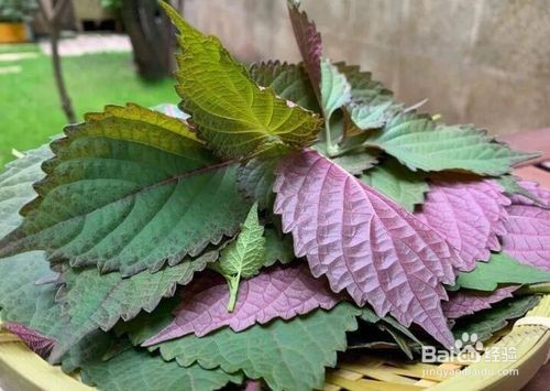 紫苏拌洋葱