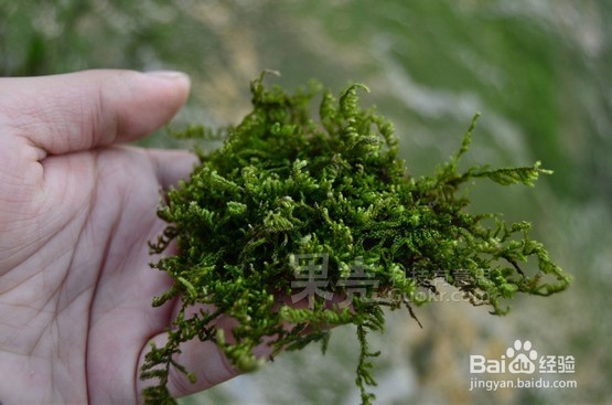 巴西龟（又叫红耳龟）的日常饲养