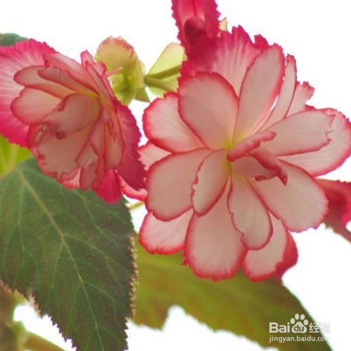 球根海棠养殖出现黄叶是怎么了？