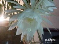 仙人掌类植物夜晚吸碳吐氧之谜