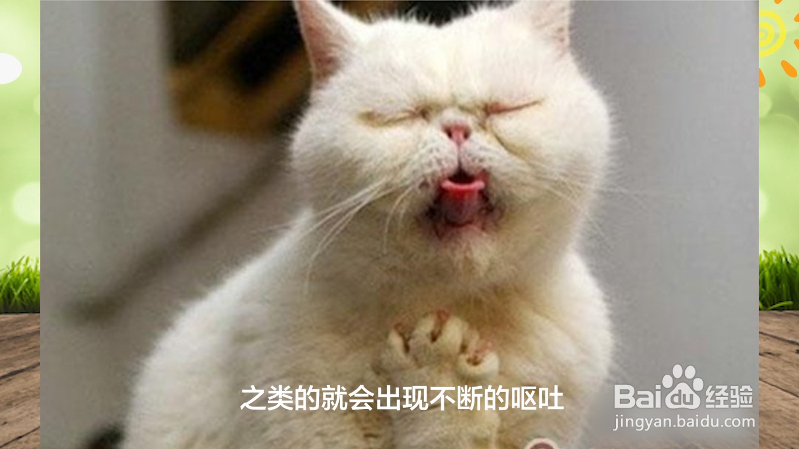 猫吐了白色黏液或泡沫