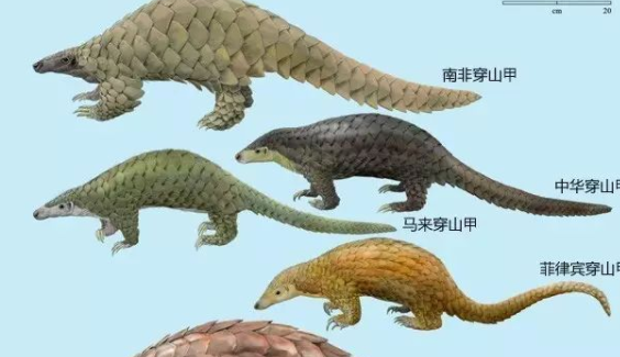 穿山甲吃什么食物啊