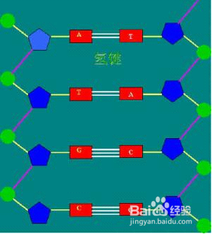制作DNA平面结构模型