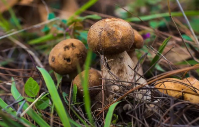 野生菌一个晚上能长多大