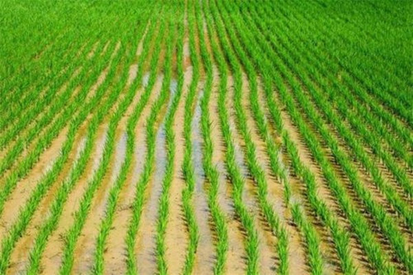 求助：水稻移栽后不发棵，是什么原因