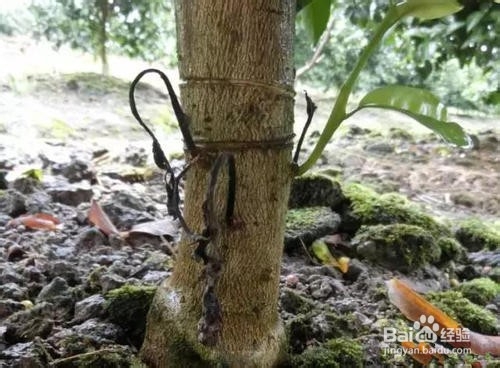 沙糖桔环割致果树变黄怎么处理