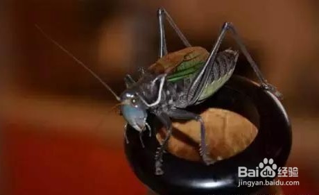 养蝈蝈的七大禁忌