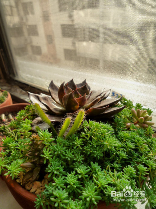 冬天来了，阳台变大棚。