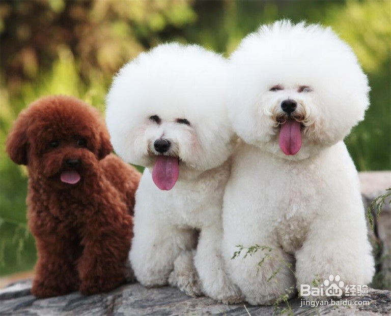 比熊爱咬人怎么办